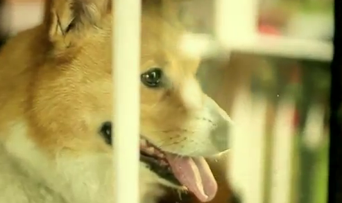 Dog Parody