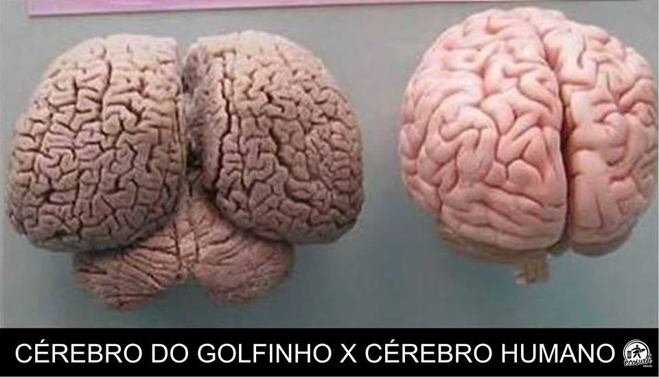 10168179_750398064990817_123118199_n