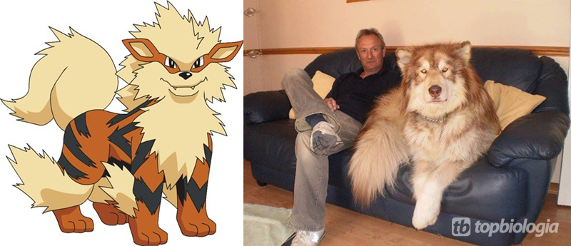 Desenhos para colorir de desenho do pokémon de fogo arcanine para colorir  