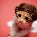 Gatos fofos como nossos personagens favoritos.