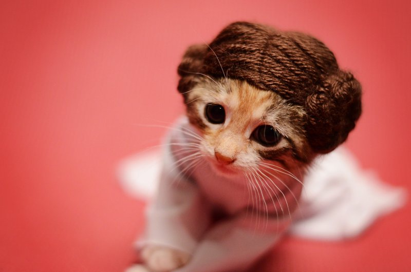 Gatos fofos como nossos personagens favoritos.