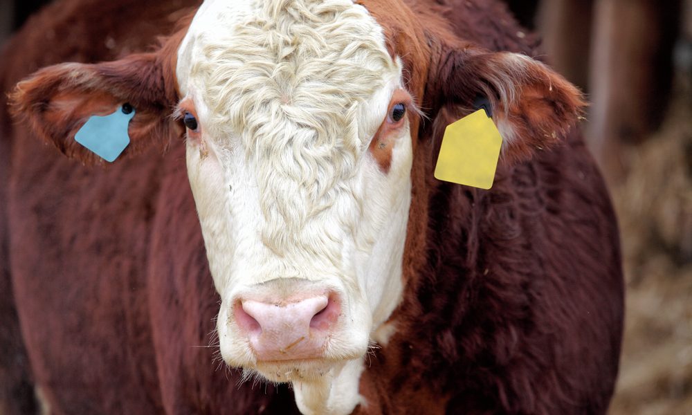 “Eu quero que me consumam”, vaca declara!