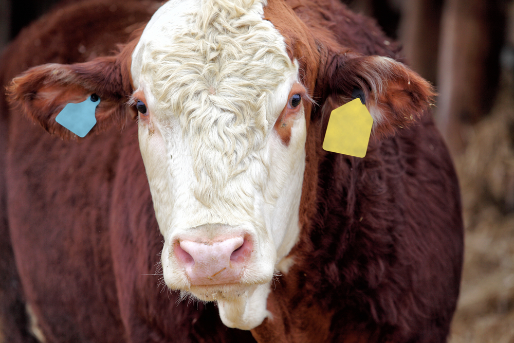 “Eu quero que me consumam”, vaca declara!