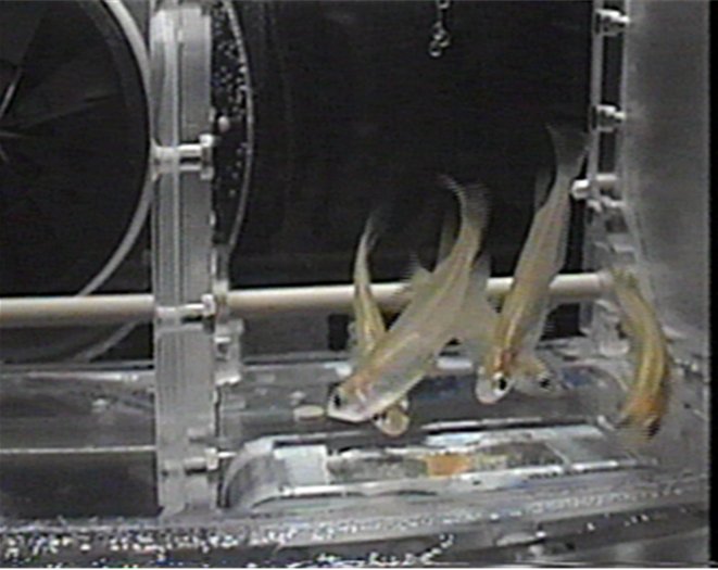 Os peixes não se adaptam muito bem ao espaço