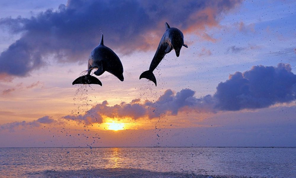 Os cientistas querem compreender o idioma dos golfinhos até 2021