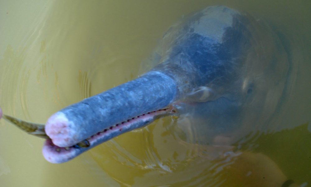 Nova espécie de golfinho é descoberto na Amazônia