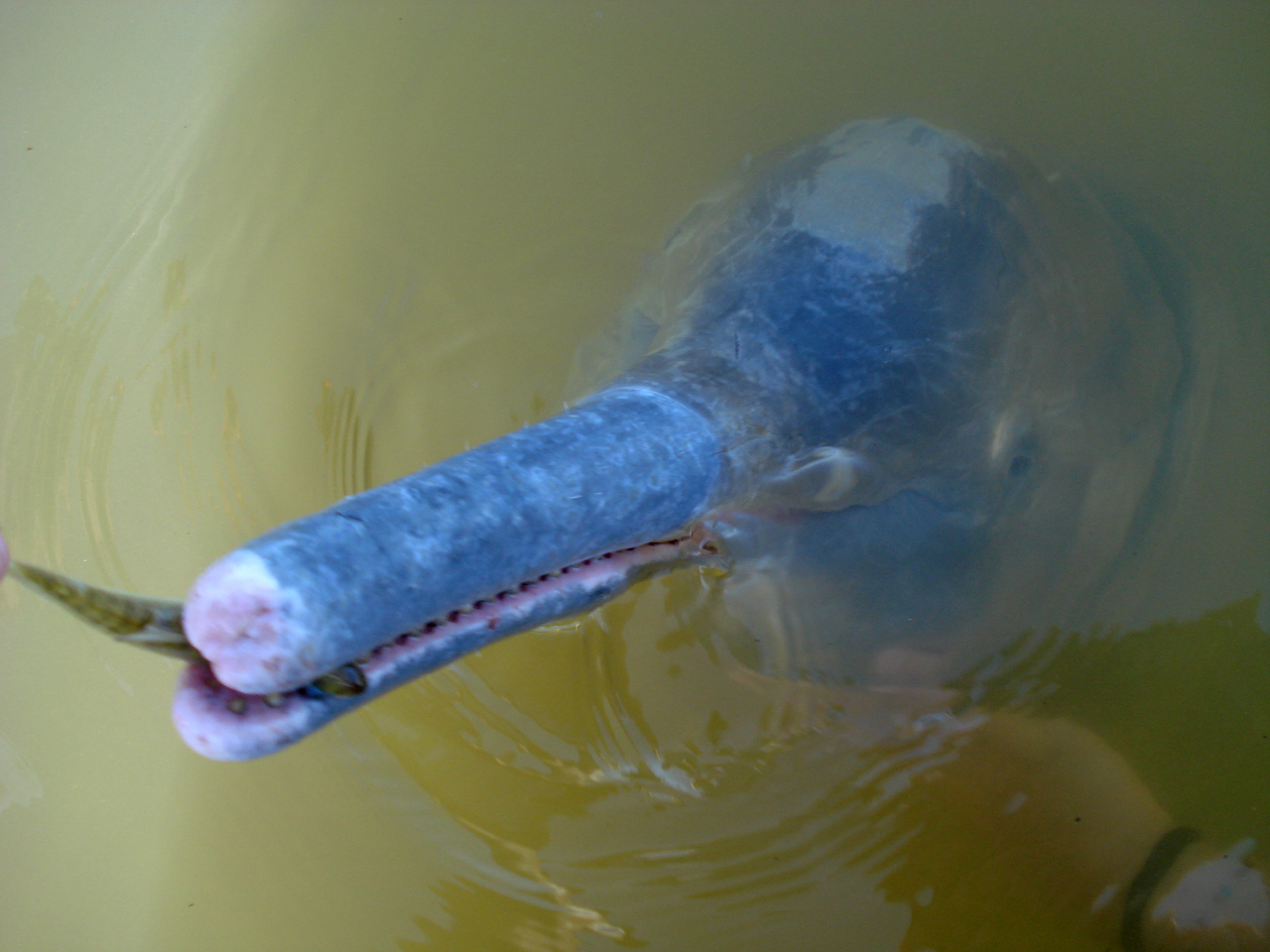 Nova espécie de golfinho é descoberto na Amazônia