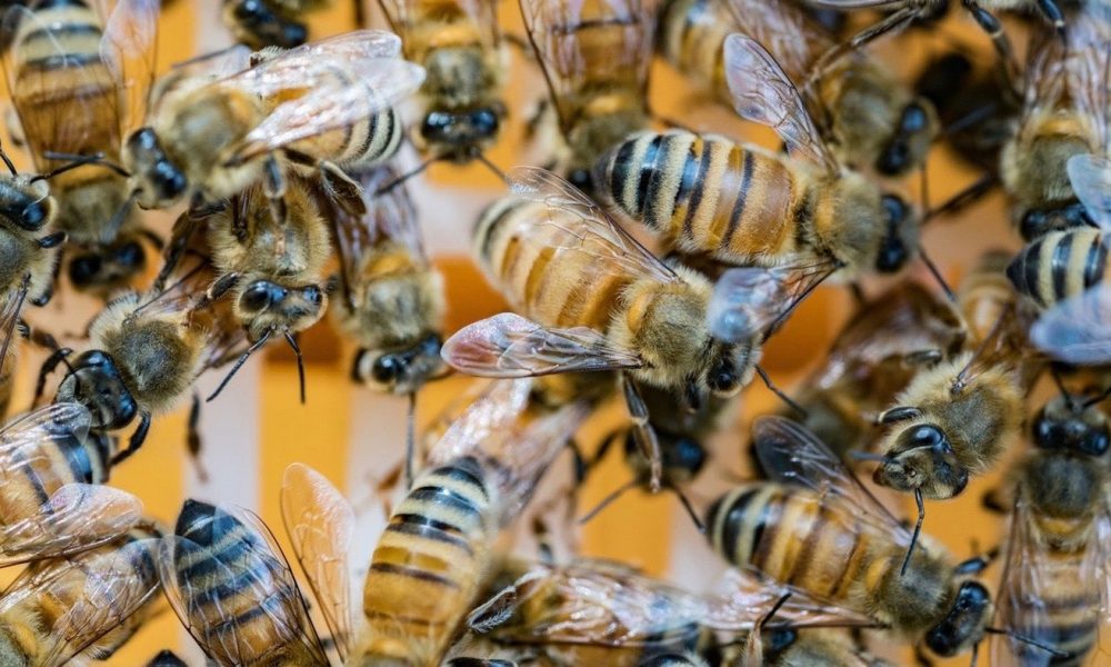 Pesquisadores identificam um peixe Babel para as abelhas