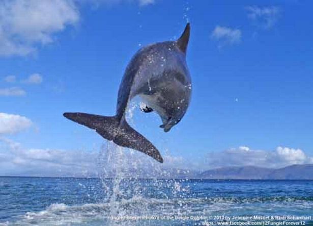 Fungie, o golfinho, desaparece da costa oeste da Irlanda