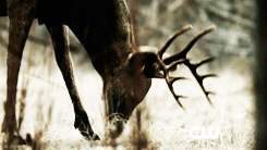 tumblr_nliscpJpC21u4jj3wo4_250