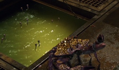 Scintillating_jeweled_scuttling_crab